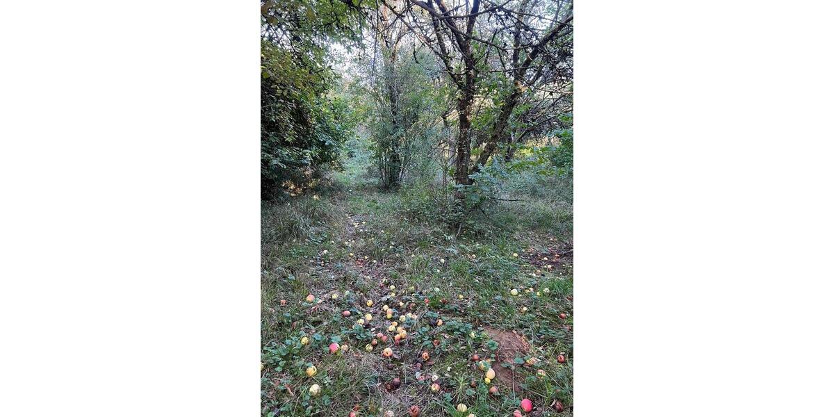 Grundstück Frankfurt am Main Nord-Ost - 300&euro; | Angebot:25354604