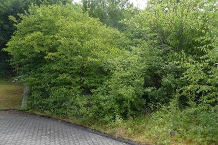 Sonniges ruhig gelegenes Baugrundstück in schöner Randlage Trier-Feyen-Grafschaft - Grundstück Trier Feyen-Weismark | Angebot:26994614