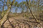 Baugrundstück in kleiner Siedlung - umgeben von Wald und Wiesen - nahe der Spree - Grundstück Grünheide (Mark) | Angebot:25943955