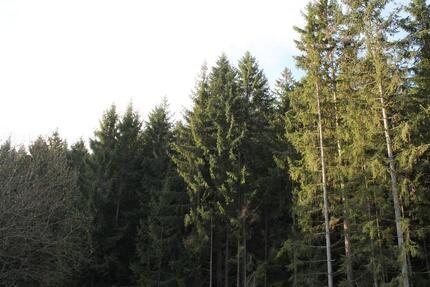 am Waldrand gelegene, ruhige 2,5 Zimmerwohnung - ohne Nachzahlung 2 zimmer