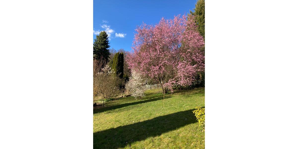 Bungalow Zittau - 2 Zimmer, 40 m&sup2;, 129.000&euro; | Angebot:26279087