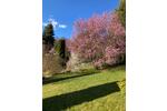 Bungalow Zittau - 2 Zimmer, 40 m&sup2;, 129.000&euro; | Angebot:26279087