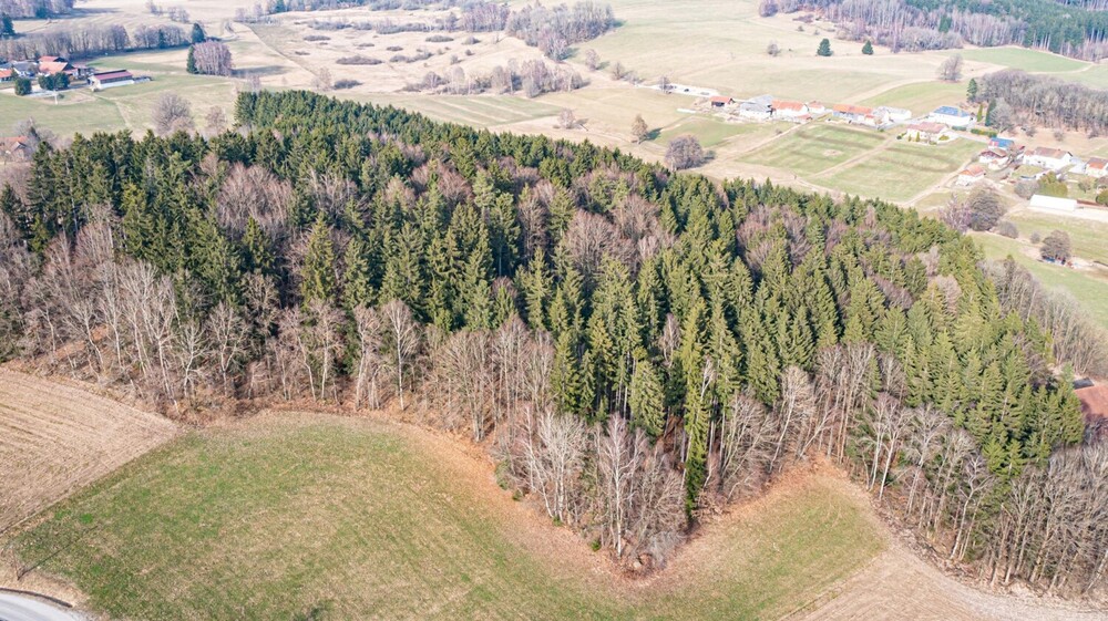 Lebensraum Wald: Fichte, Buche und Lärche in Generationen gewachsen - Grundstück Waldmünchen / Untergrafenried Untergrafenried | Angebot:26531345