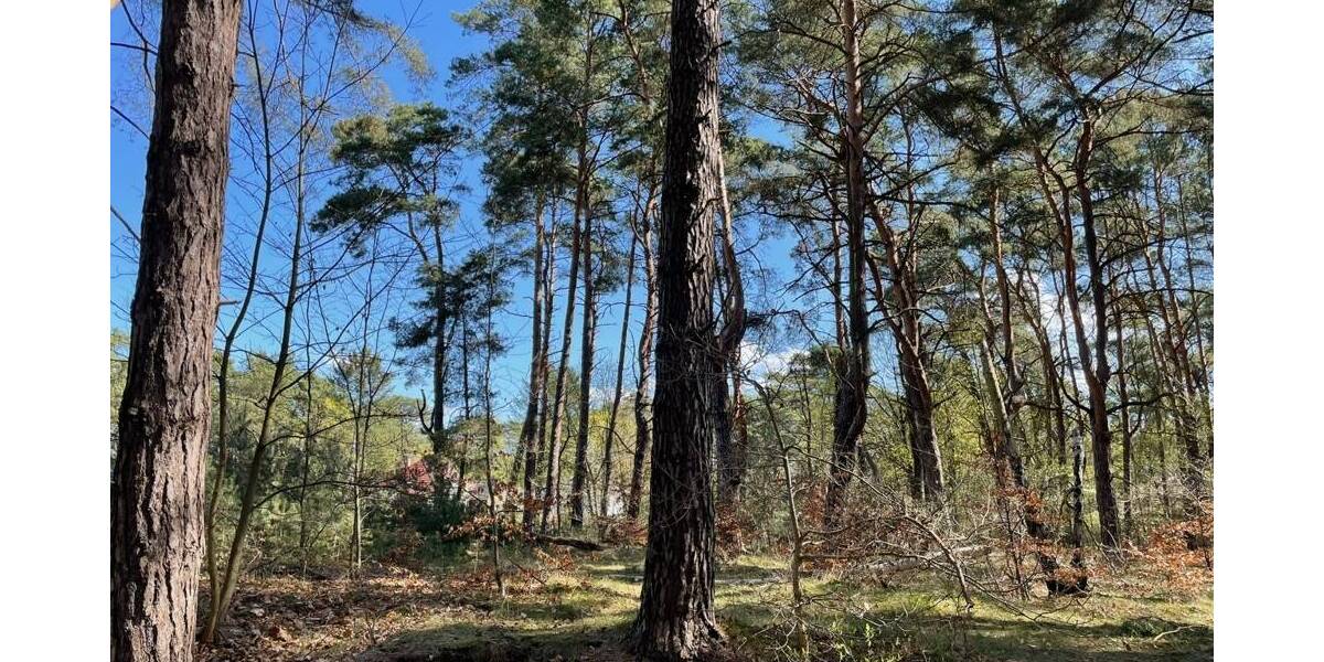 Grundstück Bad Saarow Bad Saarow-Pieskow - 388.000&euro; | Angebot:26202003