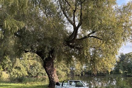 VW Golf 145.000 km 10.500 € Elsdorf 50189