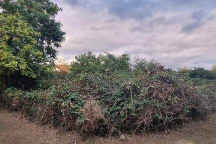 Eines der letzten Refugien in MA-Seckenheim - zwei benachbarte Bauplätze in bester Lage - 0-4004 zimmer
