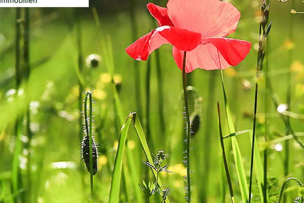 Grundstück Wunsiedel - 6.000&euro; | Angebot:22145529