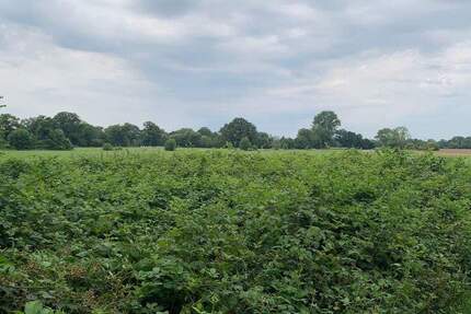 Grundstück Kaltenkirchen - 70.000&euro; | Angebot:24710738