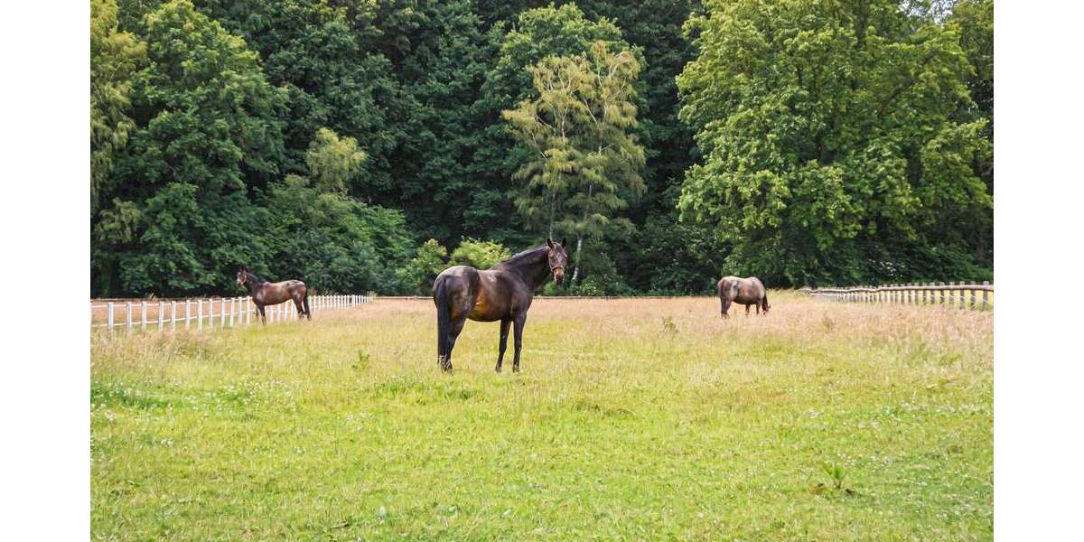 Sonstige Dorsten - 1.650.000&euro; | Angebot:26912810