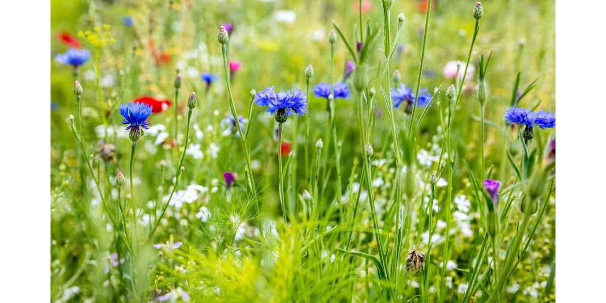 Grundstück zu verkaufen in Maisach 369.000 € 295 m² zimmer