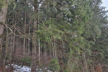 Grundstück in Dienhausen 98.000 € 18834 m² zimmer