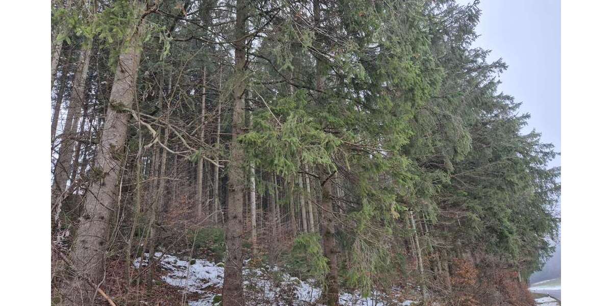 Grundstück in Dienhausen 98.000 € 18834 m² zimmer