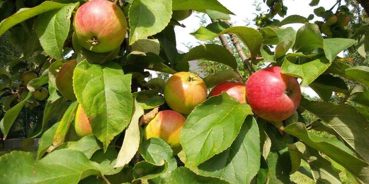 Grundstück Biesenthal - 98.000&euro; | Angebot:25391496