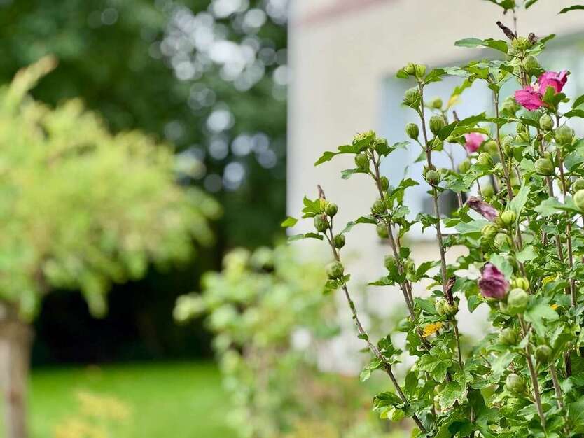 Haus zum Kaufen in Angermünde 265.000 € 130 m² 5 zimmer