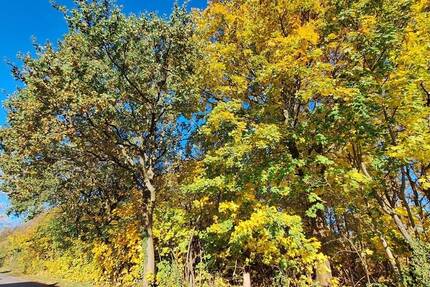 Grundstück Rietz-Neuendorf / Pfaffendorf Pfaffendorf - 63.000&euro; | Angebot:19285894