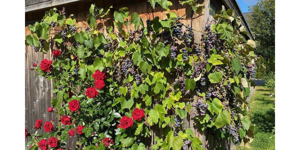 Doppelhaushälfte Hamburg Neugraben-Fischbek - 5 Zimmer, 146 m&sup2;, 658.000&euro; | Angebot:25657329