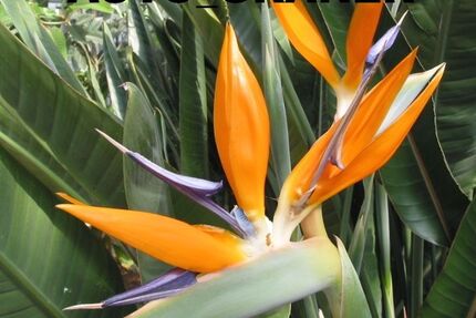 Audi A5 137.300 km 17.860 € Neu-Ulm 89231