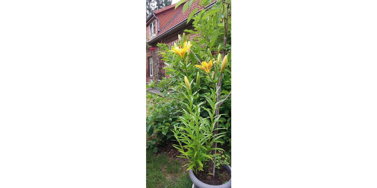 Etagenwohnung Schneverdingen Wintermoor an der Chaussee - 2 Zimmer, 82 m&sup2;, 820&euro; | Angebot:24835487