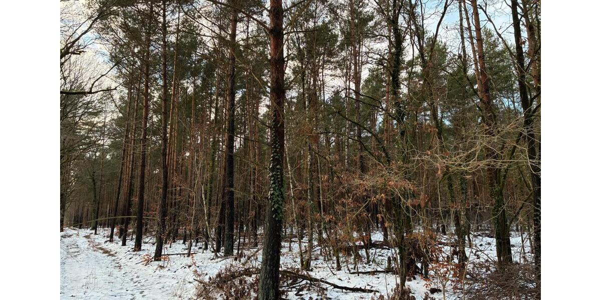 Grundstück Klötze - 15.000&euro; | Angebot:24832010