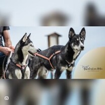 Kleine Husky-Auszeit