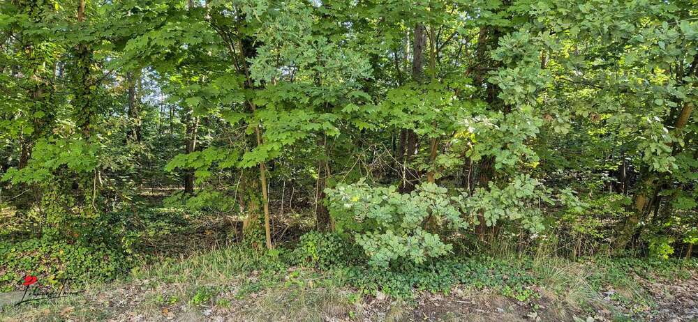 Grundstück mit Zukunftsperspektive – ca. 4.915 m² Waldfläche in Nuthetal zimmer