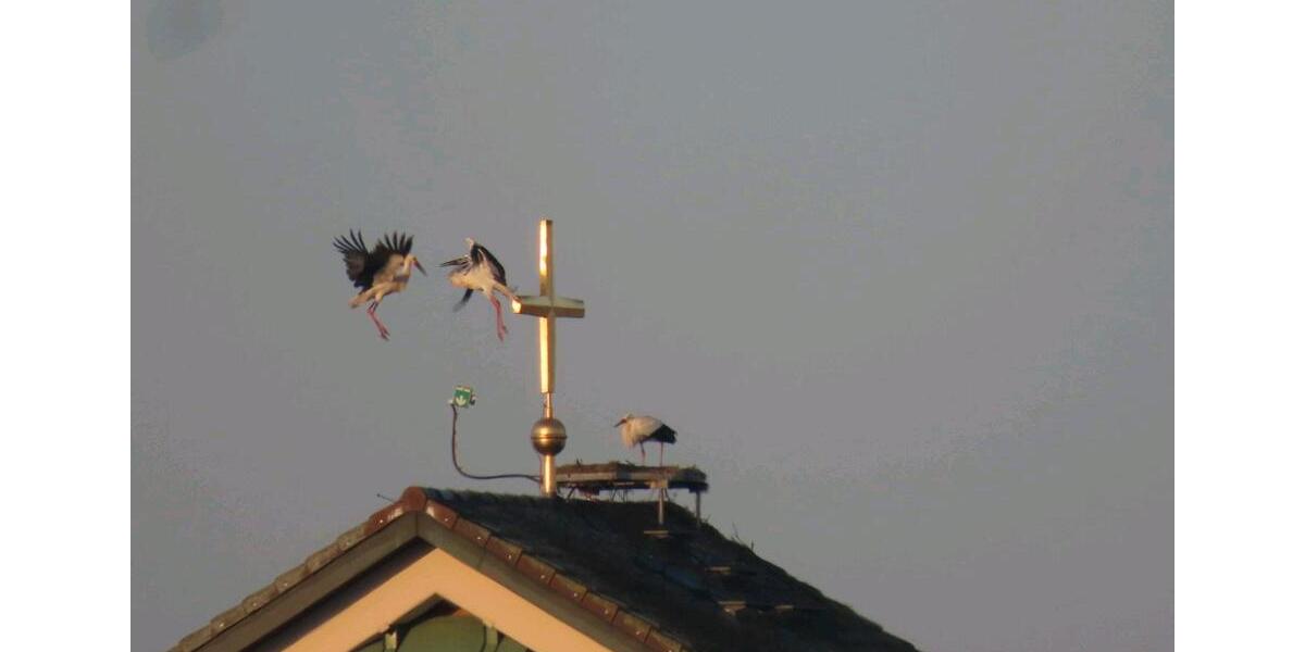 Dachgeschoßwohnung March - 4 Zimmer, 100 m&sup2;, 360.000&euro; | Angebot:25593181