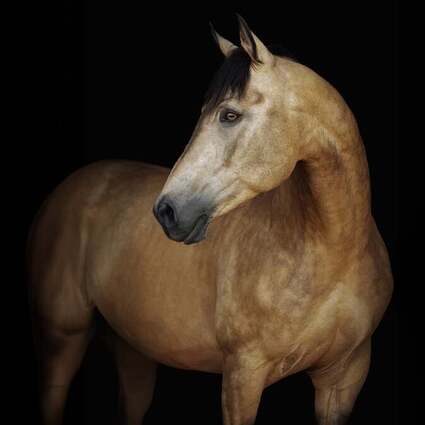 PFERD BODENSEE 2026 | Gala-Abend: 