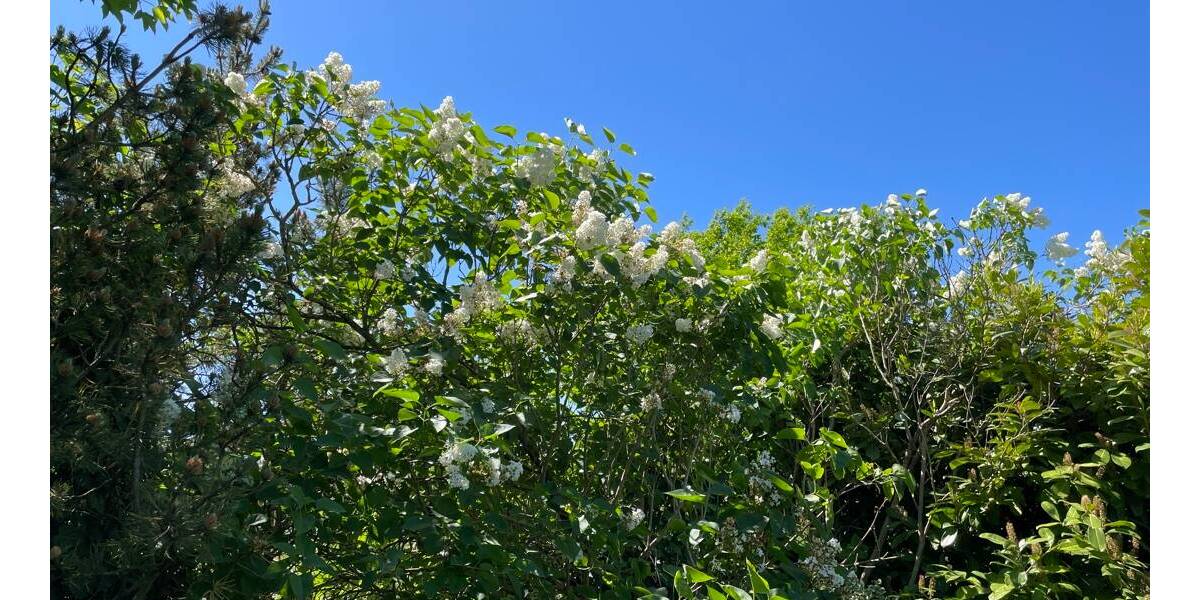 Grundstück Bunsoh - 110.000&euro; | Angebot:19330332