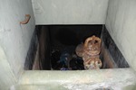 Gebotsverfahren: Waldgrundstück mit ehemaligem Trinkwasserbehälter in Rhumspringe (Landkreis Göttingen) zu verkaufen zimmer