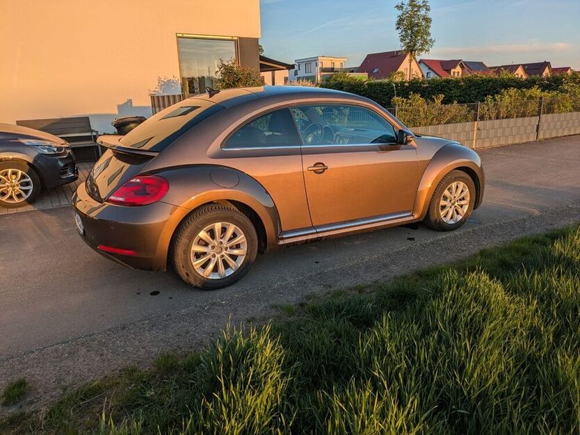 Beetle