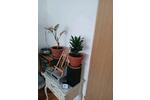Etagenwohnung Adorf/Vogtland Vogtland - 2 Zimmer, 50 m&sup2;, 350&euro; | Angebot:25964134