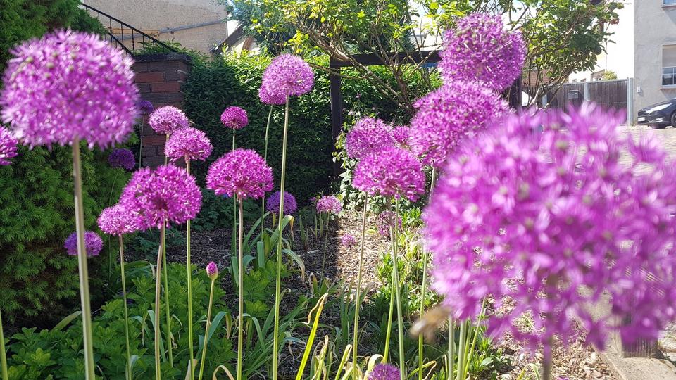 Haus im Grünen zu vermieten 6 zimmer