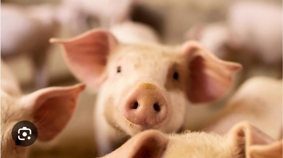 Schweinemaststall