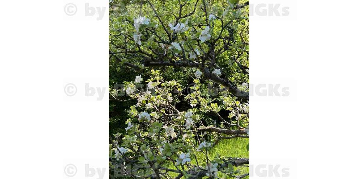 BIGKs - Schleusingen: 3 Raumwohnung mit großem Garten - inkl. Kücheneinrichtung, Duschbad (-;) - 3- Schleusingen Schleusingen | Angebot:26926253
