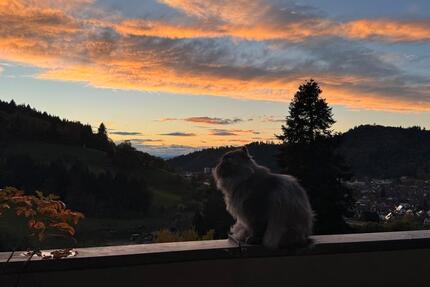 Wohnung Waldkirch - 3 Zimmer, 80 m&sup2;, 350&euro; | Angebot:25165019