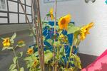Einfamilienhaus Hamburg Hamburg-Mitte - 1.500.000&euro; | Angebot:26403224