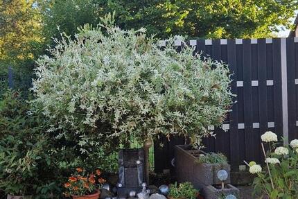 1-2 Familienhaus 8 zimmer