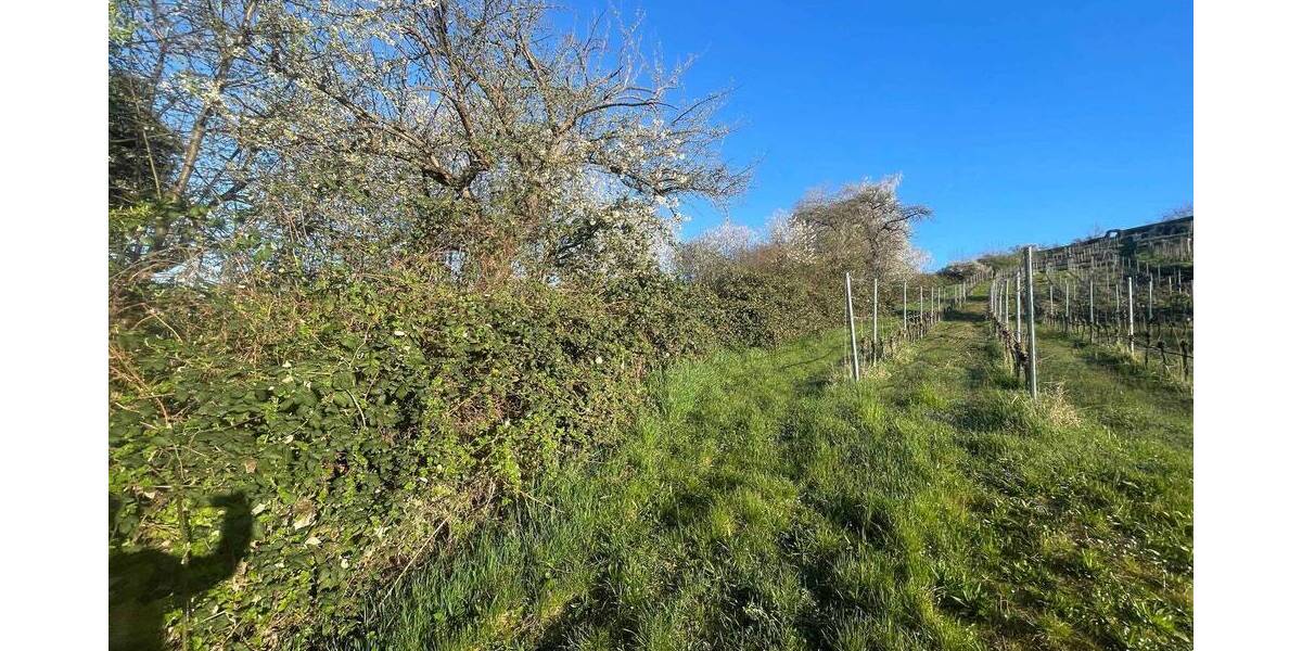 Grundstück Vaihingen an der Enz Vaihingen - 6.443&euro; | Angebot:23983981