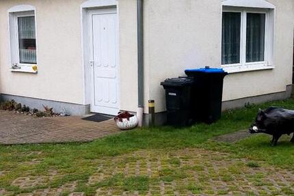 Einliegerwohnung zur Miete 1 zimmer