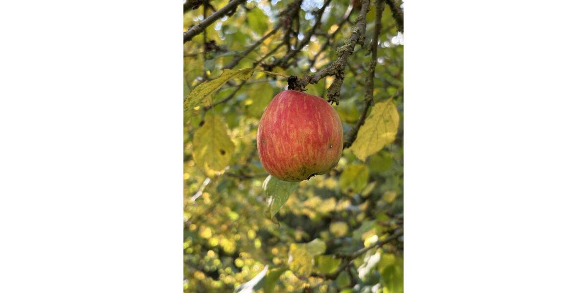 Grundstück Biesenthal - 98.000&euro; | Angebot:25391496