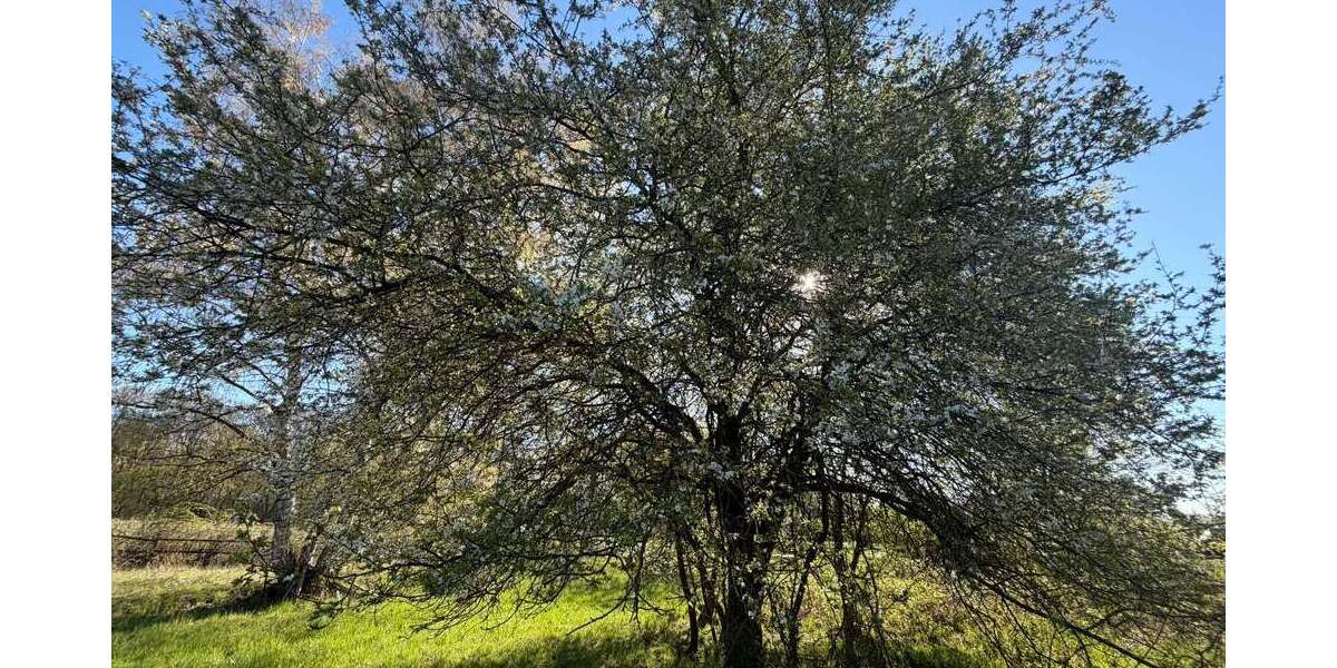 Grundstück zum Mieten in Bad Homburg vor der Höhe 900 € 2254 m² - Grundstück Bad Homburg vor der Höhe Gonzenheim | Angebot:25838442