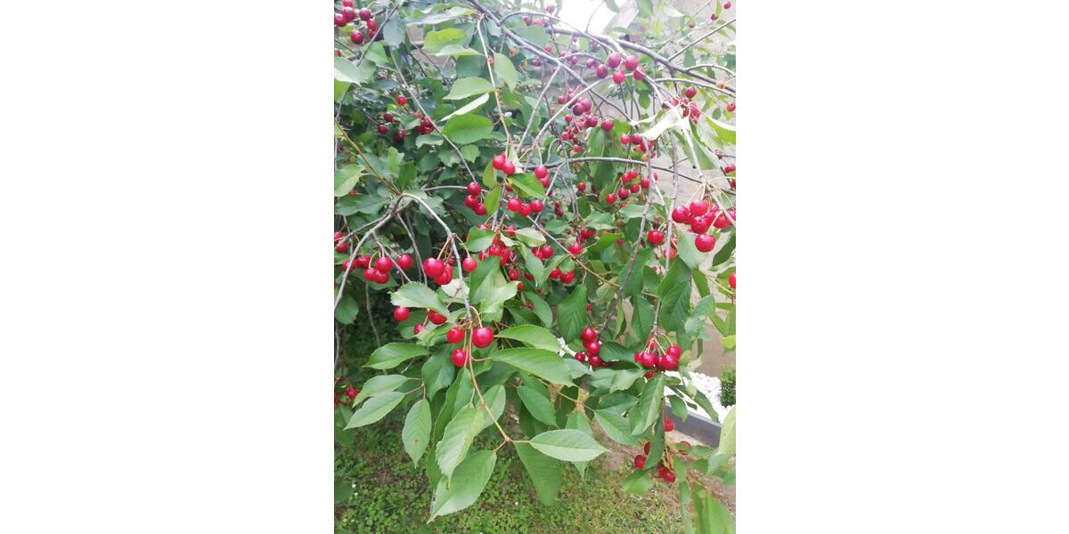 Bauernhaus, Landhaus Bad Liebenwerda - 6 Zimmer, 128 m&sup2;, 119.000&euro; | Angebot:25843679