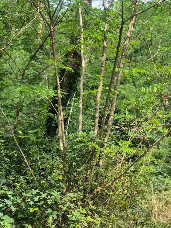 Wald- Laubwald in Ruhland- Robinie -Nähe StahlwerkHerschenzmühle