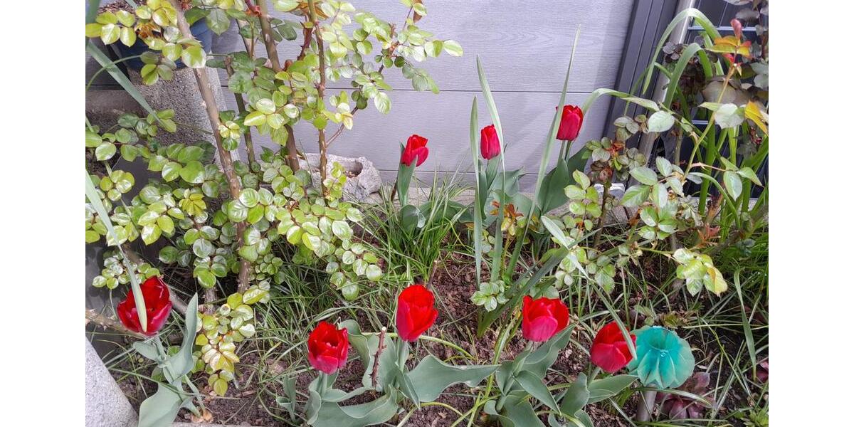 Reihenhaus Gießen Allendorf - 5 Zimmer, 126 m&sup2;, 565.000&euro; | Angebot:26227952