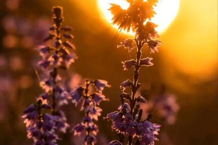 Wer gibt uns eine Chance auf ein Haus mit Garten zimmer