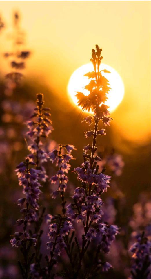 Wer gibt uns eine Chance auf ein Haus mit Garten zimmer