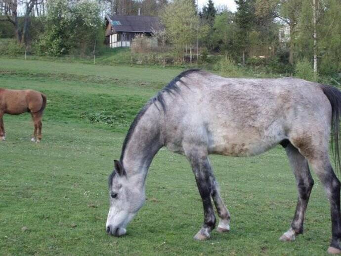 Terrassenwohnung Tambach-Dietharz Dietharz - 43.000&euro; | Angebot:26161056