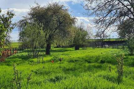 Grundstück Nienburg (Saale) - 34.000&euro; | Angebot:27031368