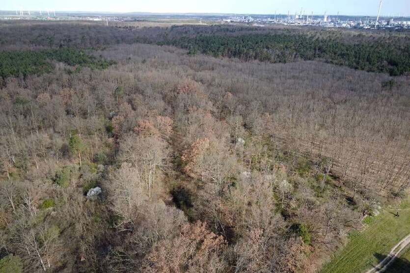 Grundstück zu verkaufen in Schwedt 19.500 € 16467 m²