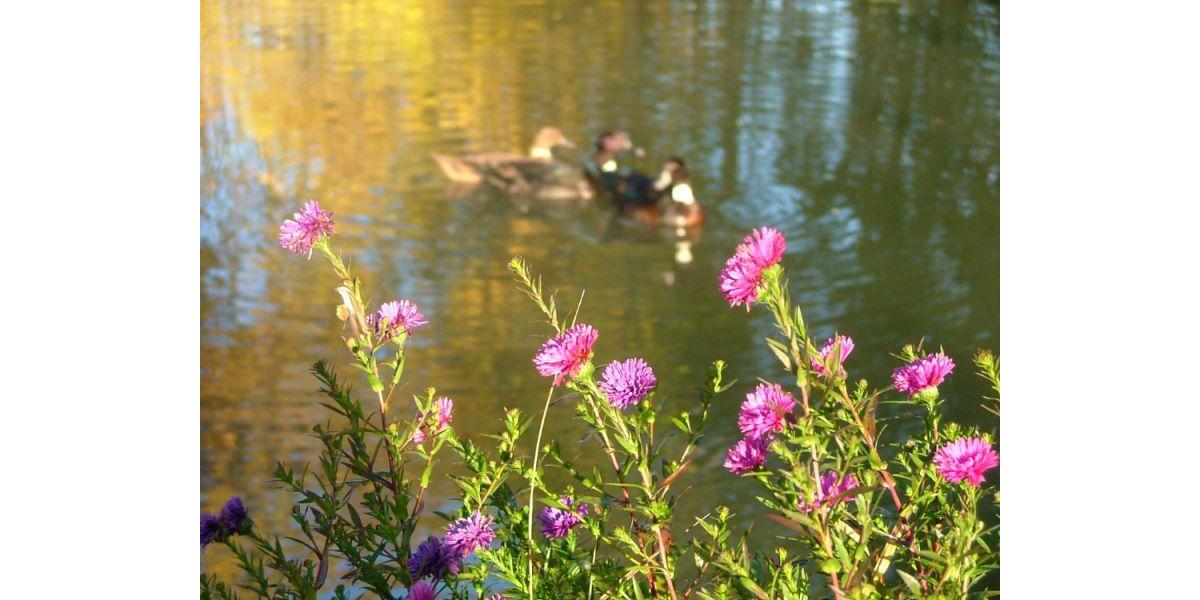 Etagenwohnung Wolnzach - 2 Zimmer, 82 m&sup2;, 950&euro; | Angebot:26302589